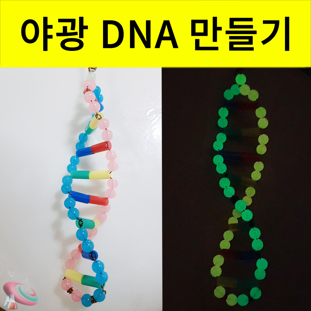 DNA모형만들기 야광비즈 입체 이중나선구조 만들기재료 - 상세 이미지 3