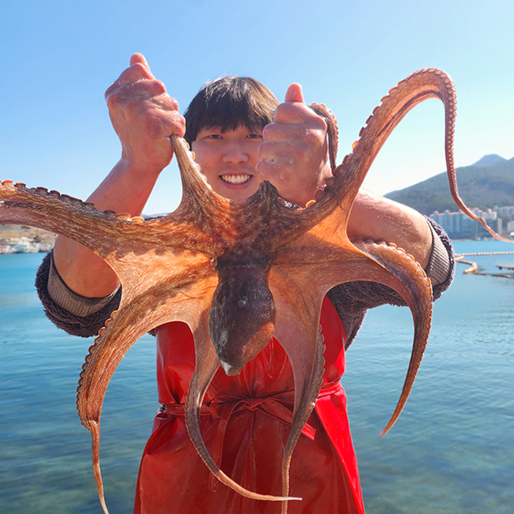 국내산 자연산 활 문어 돌문어 1KG 제수용 자숙 세척