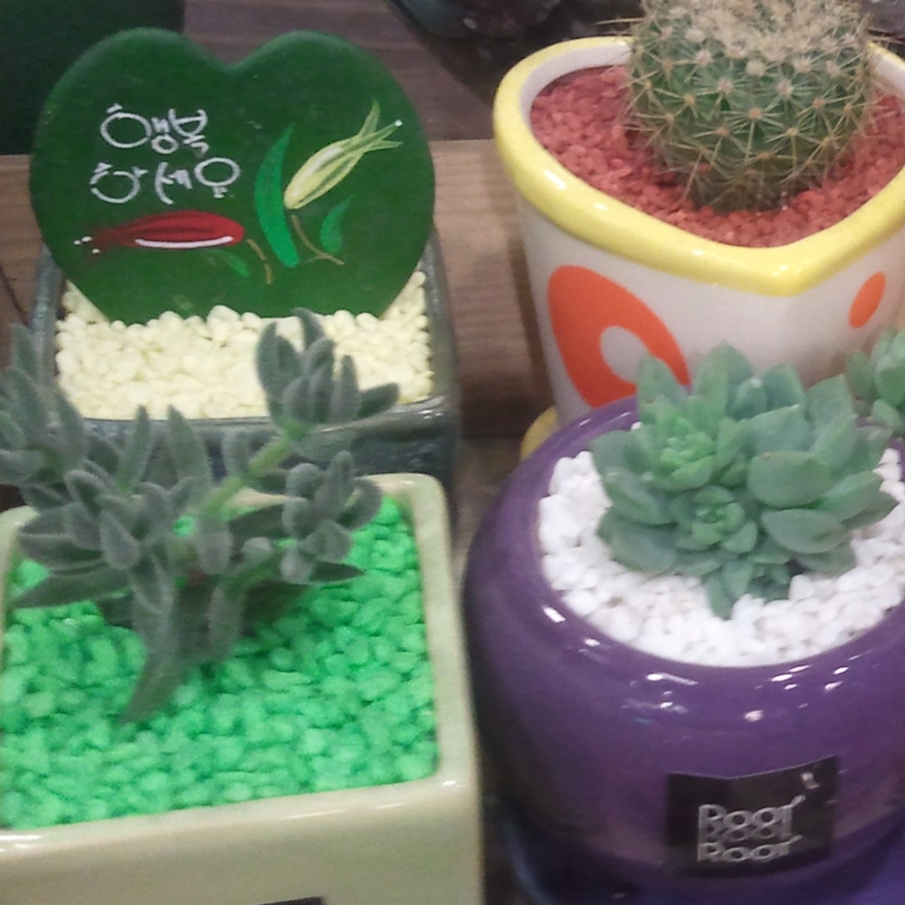 자갈공명 칼라스톤(색자갈)/컬러스톤 색돌 소포장1kg 이미지 4