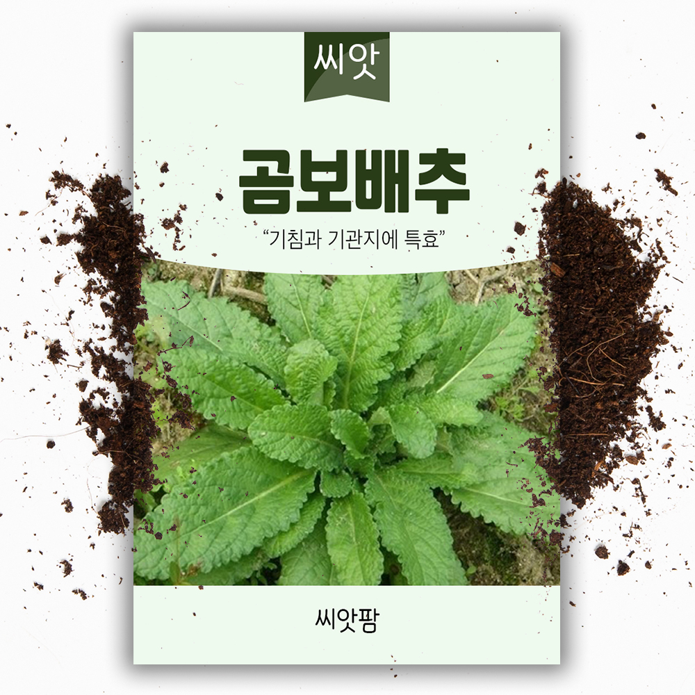 곰보 배추씨앗 1000립 국내채종 종자 - 상품 이미지