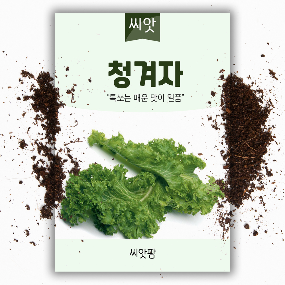 청 겨자씨앗 1000립 겨자 씨 종자 - 상품 이미지