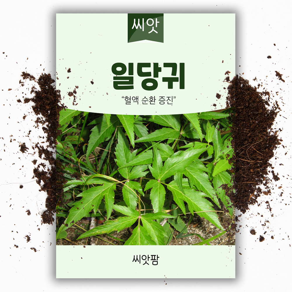 일당귀 씨앗 1g 국내생산 당귀씨앗 씨 종자 - 상품 이미지