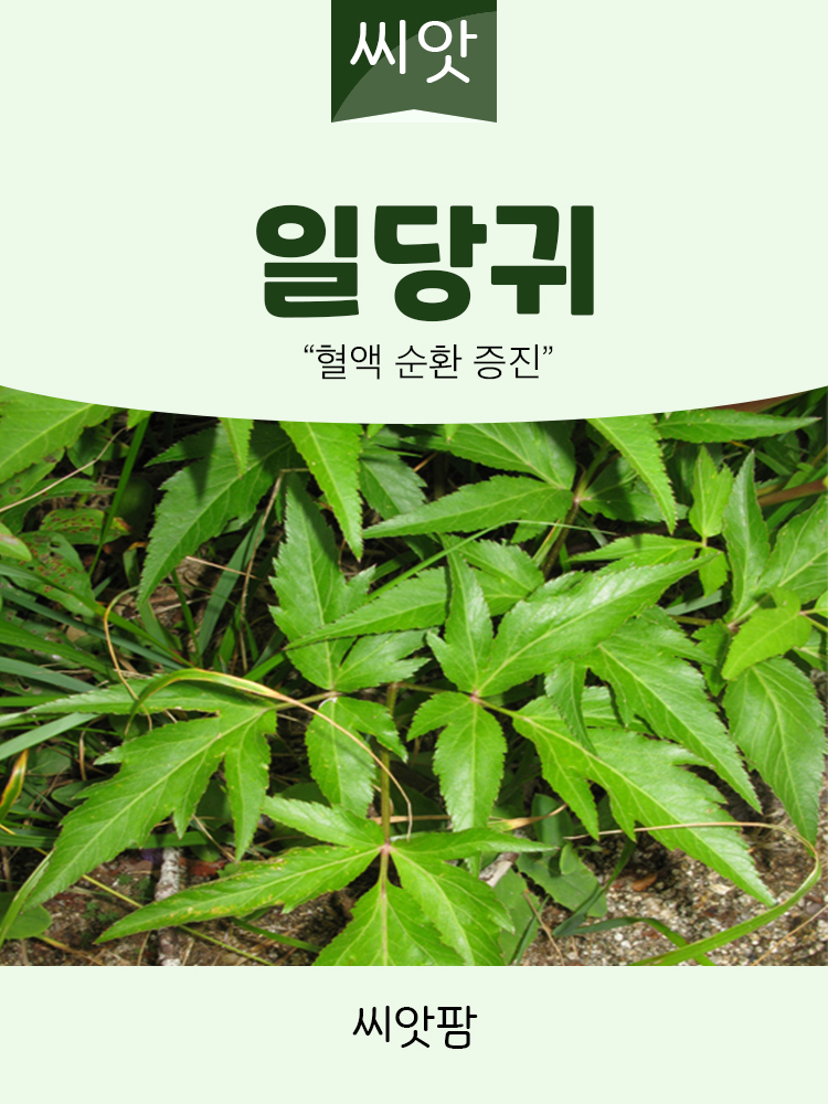 일당귀 씨앗 1g 국내생산 당귀씨앗 씨 종자 - 상세 이미지 2