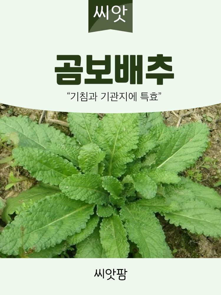 곰보 배추씨앗 1000립 국내채종 종자 - 상세 이미지 3