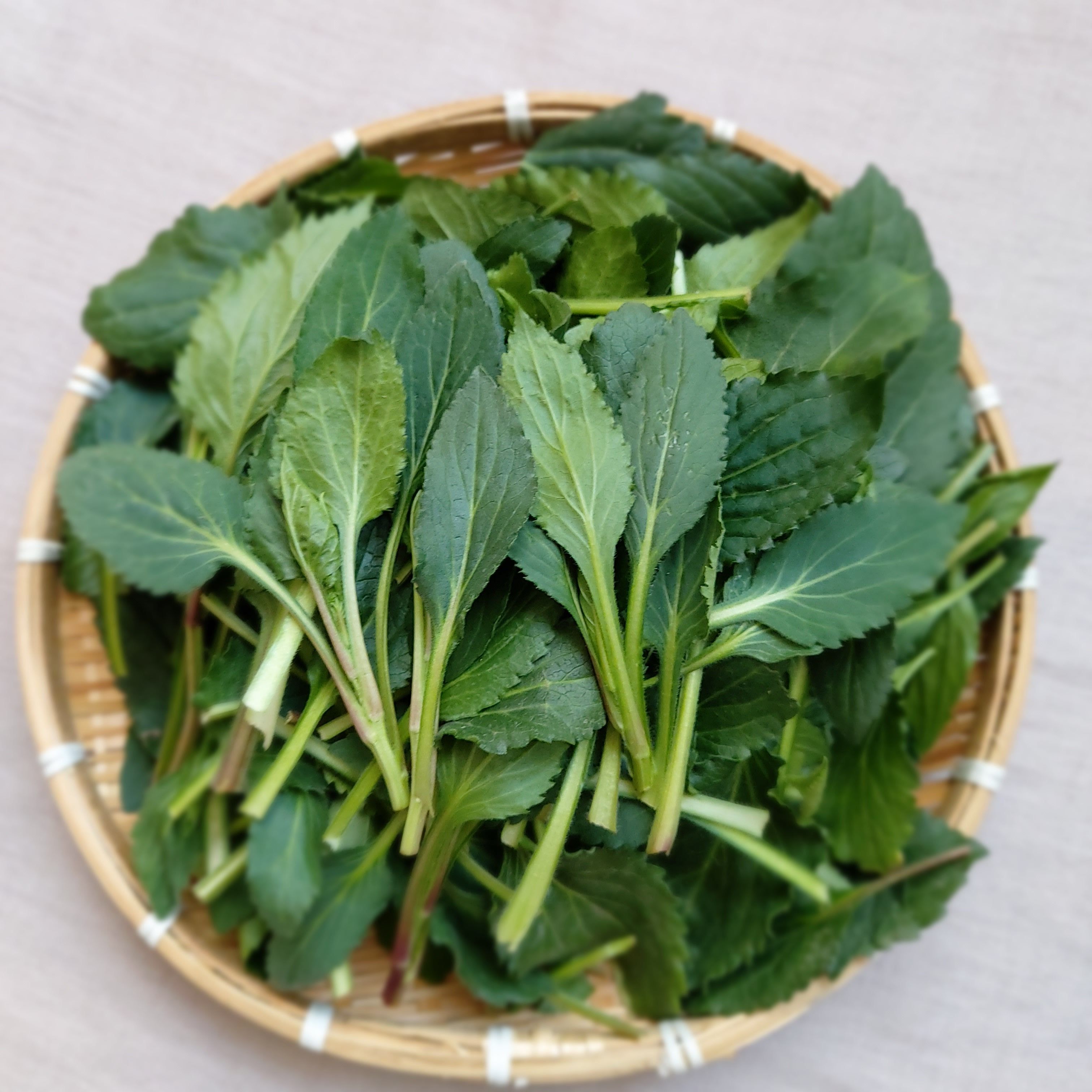 윗집아들네 울릉도 부지깽이 부지갱이 쑥부쟁이 나물 생 취나물 봄나물 3kg, 1개 - 상품 이미지