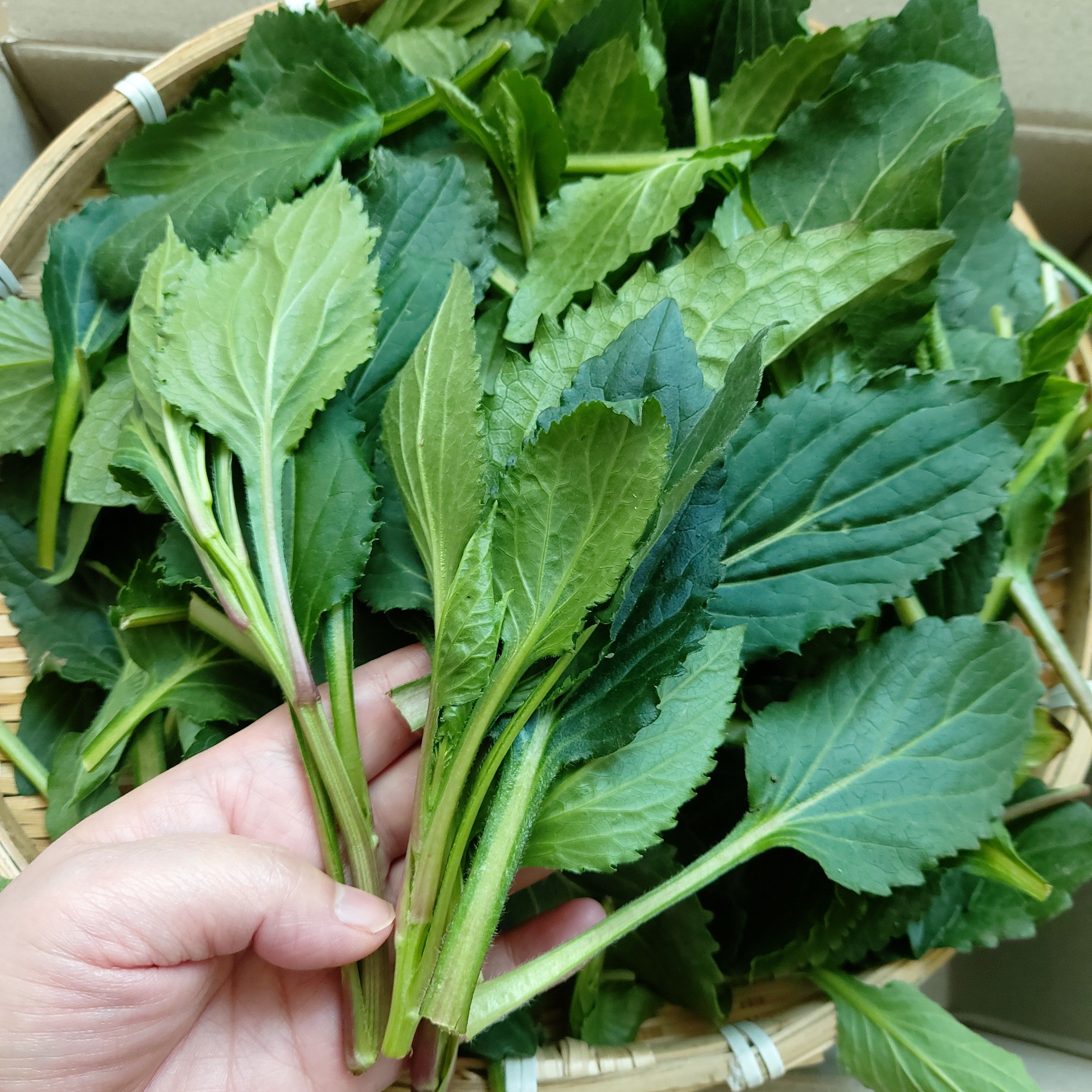 윗집아들네 울릉도 부지깽이 부지갱이 쑥부쟁이 나물 생 취나물 봄나물 3kg, 1개 - 상세 이미지 3