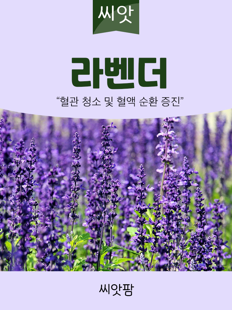 라벤더 씨앗 100립 라벤다 허브 종자 씨 - 상세 이미지 2