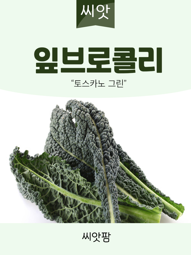 잎 브로콜리 씨앗 1000립 브로콜리씨 종자 - 상세 이미지 2