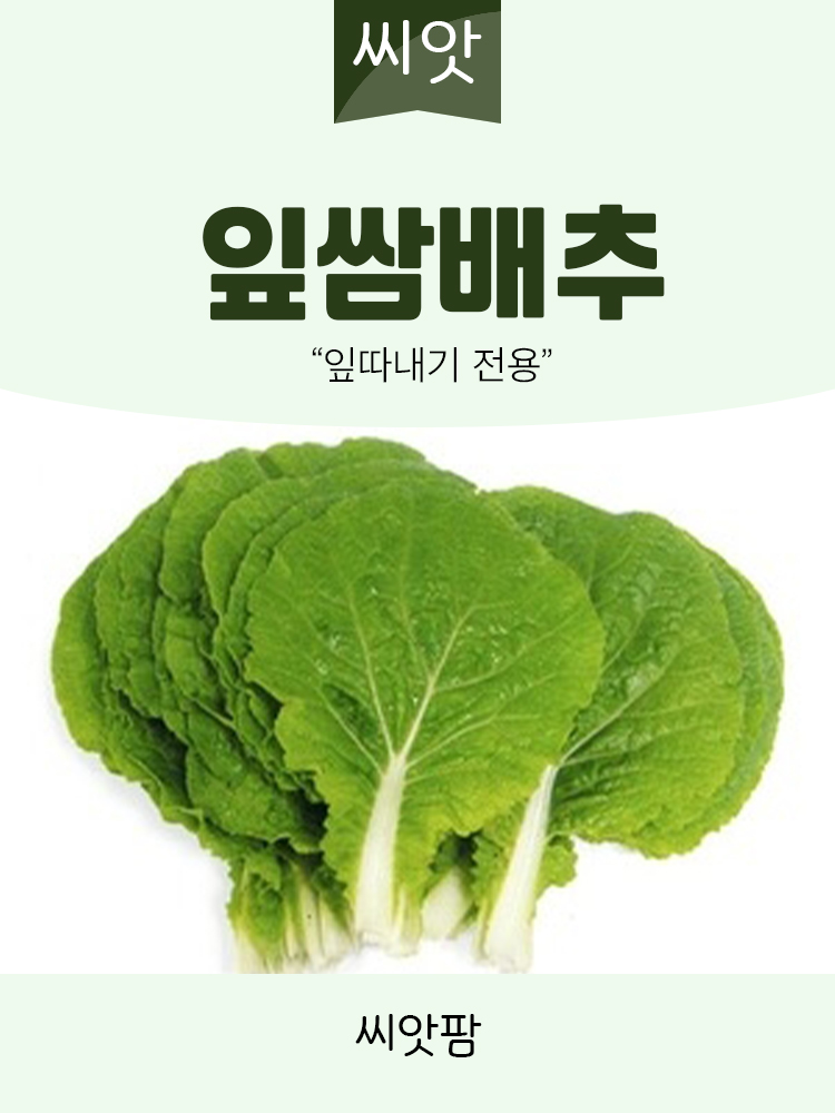 잎쌈 배추 씨앗 500립 쌈 배추 국내산 종자 씨 - 상세 이미지 2