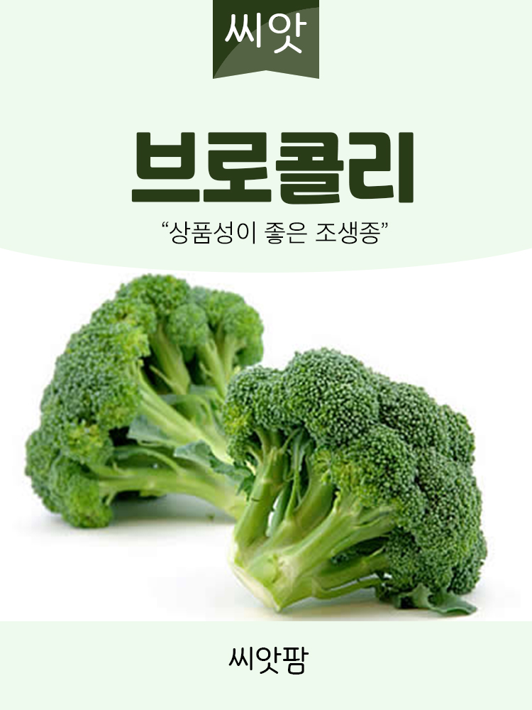 브로콜리 씨앗 100립 브로콜리씨 채소 종자 - 상세 이미지 2