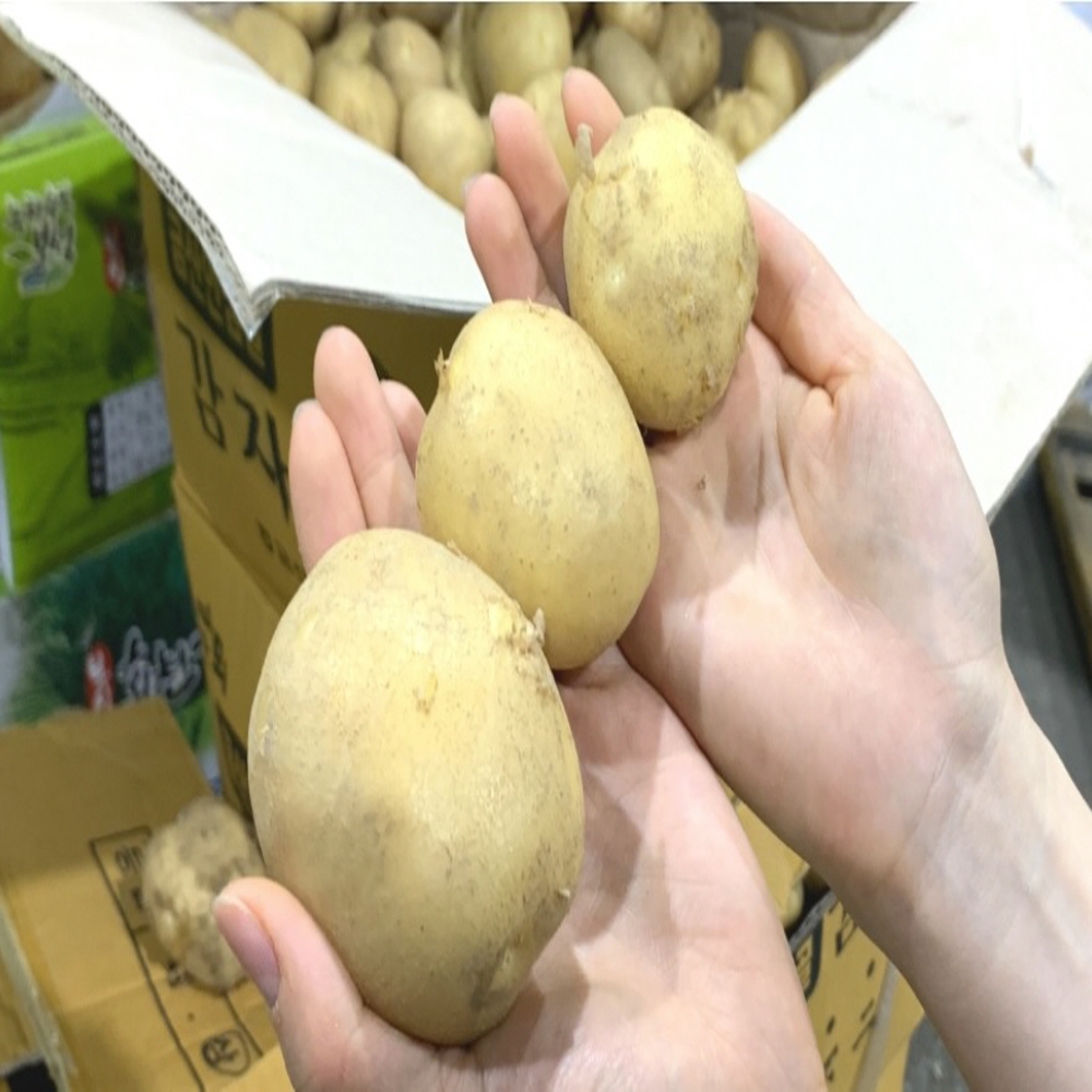 햇감자 찜 탕 가정 요리용 3kg, 1개 - 상세 이미지 5