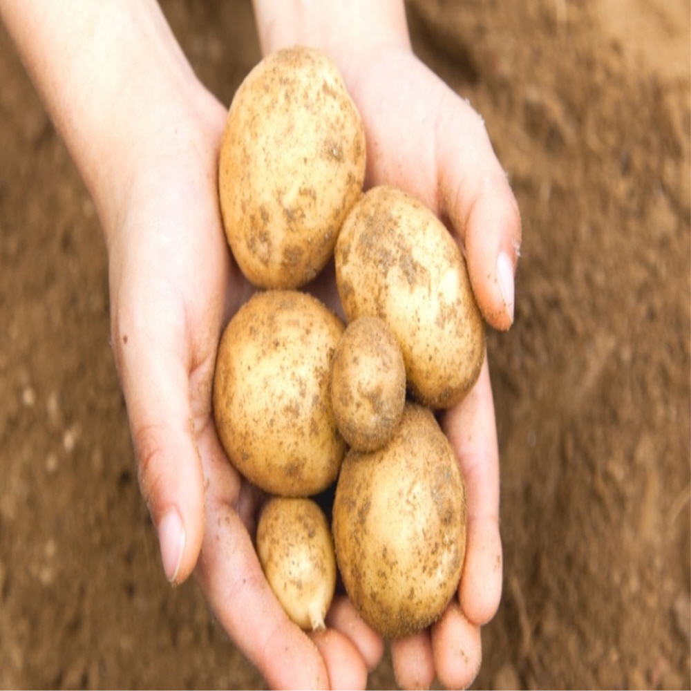 신선마켓 국내산 햇 감자 카레 샐러드 감자튀김 업소요리용, 10kg, 1개 이미지 6
