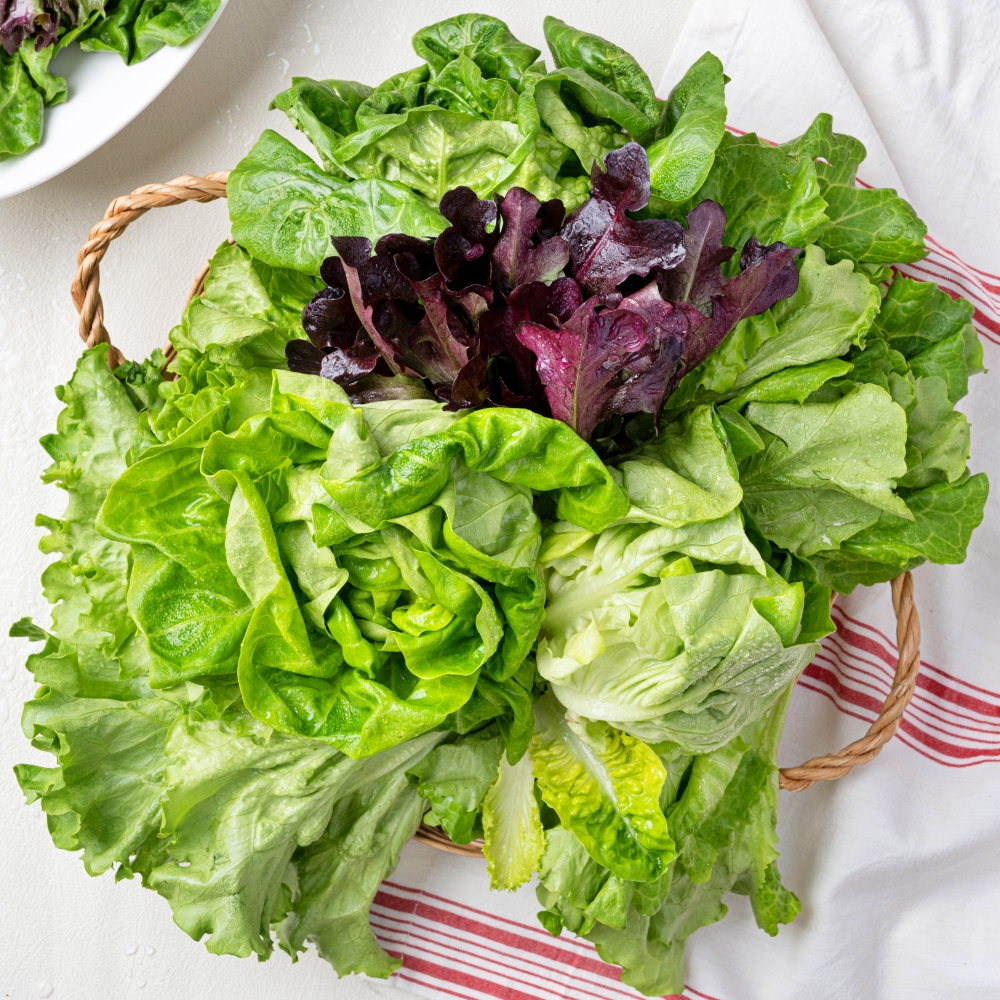 [친환경생산]무농약 샐러드 야채 대용량 믹스 유러피안 샐러드용 채소 정기배송 구독