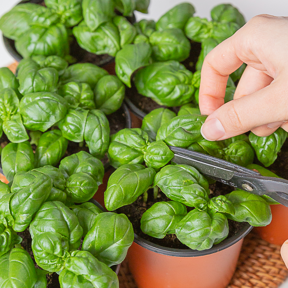 바질 키우기 허브 화분 식용 모종 제품 이미지