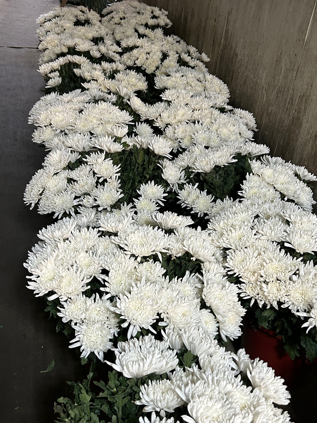 전국 근조바구니 고급 근조화환 장례 장례식 조의 부고 조문 경조 조화 당일 꽃배달서비스