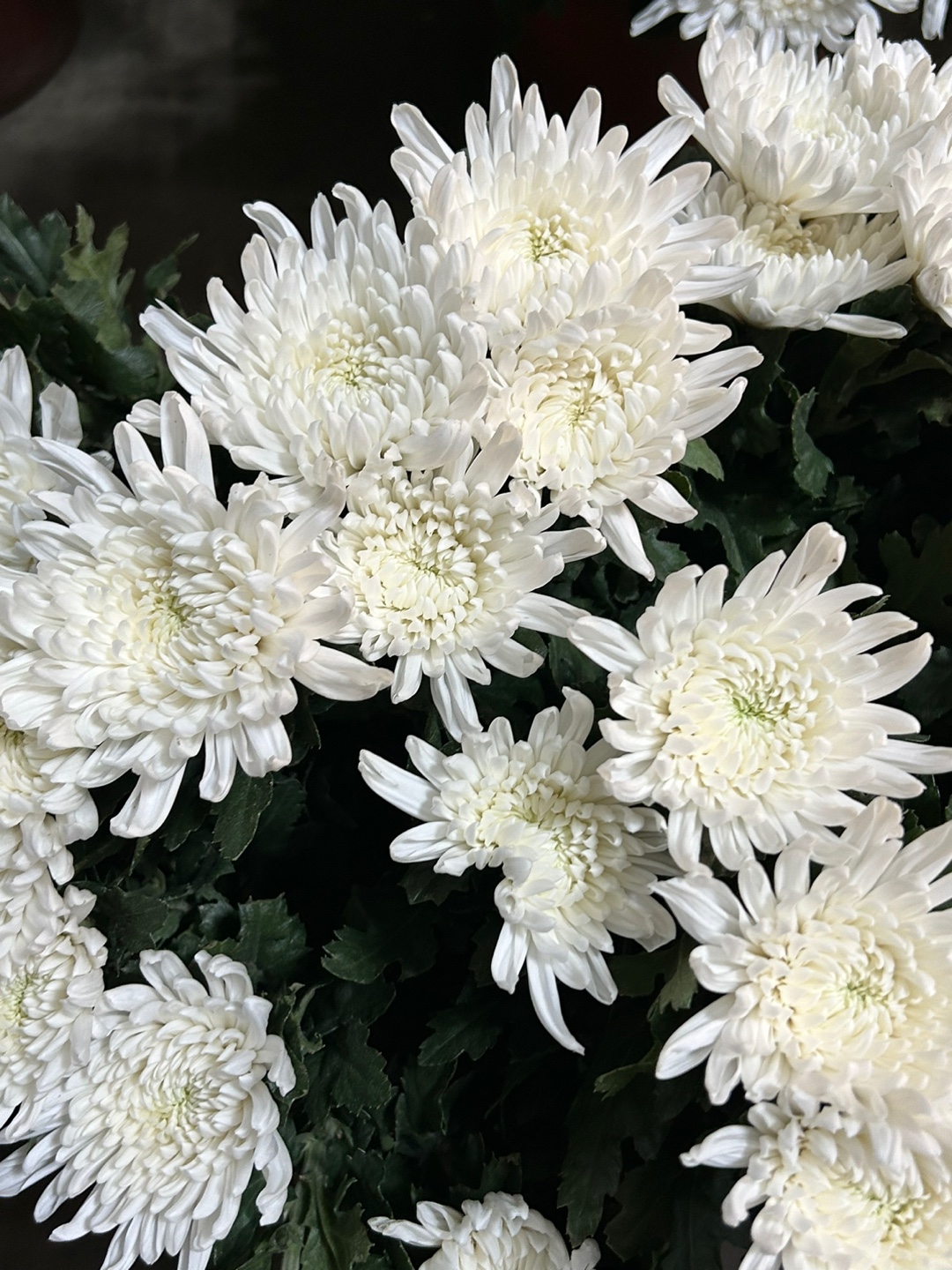 전국 근조바구니 고급 근조화환 장례 장례식 조의 부고 조문 경조 조화 당일 꽃배달서비스