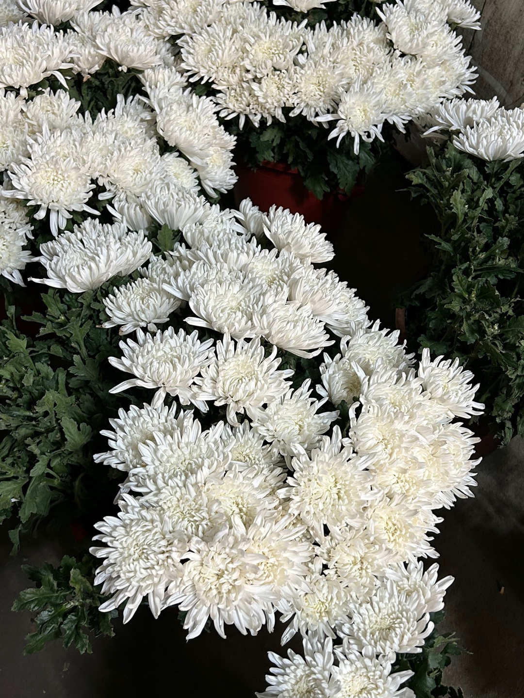 전국 근조바구니 고급 근조화환 장례 장례식 조의 부고 조문 경조 조화 당일 꽃배달서비스