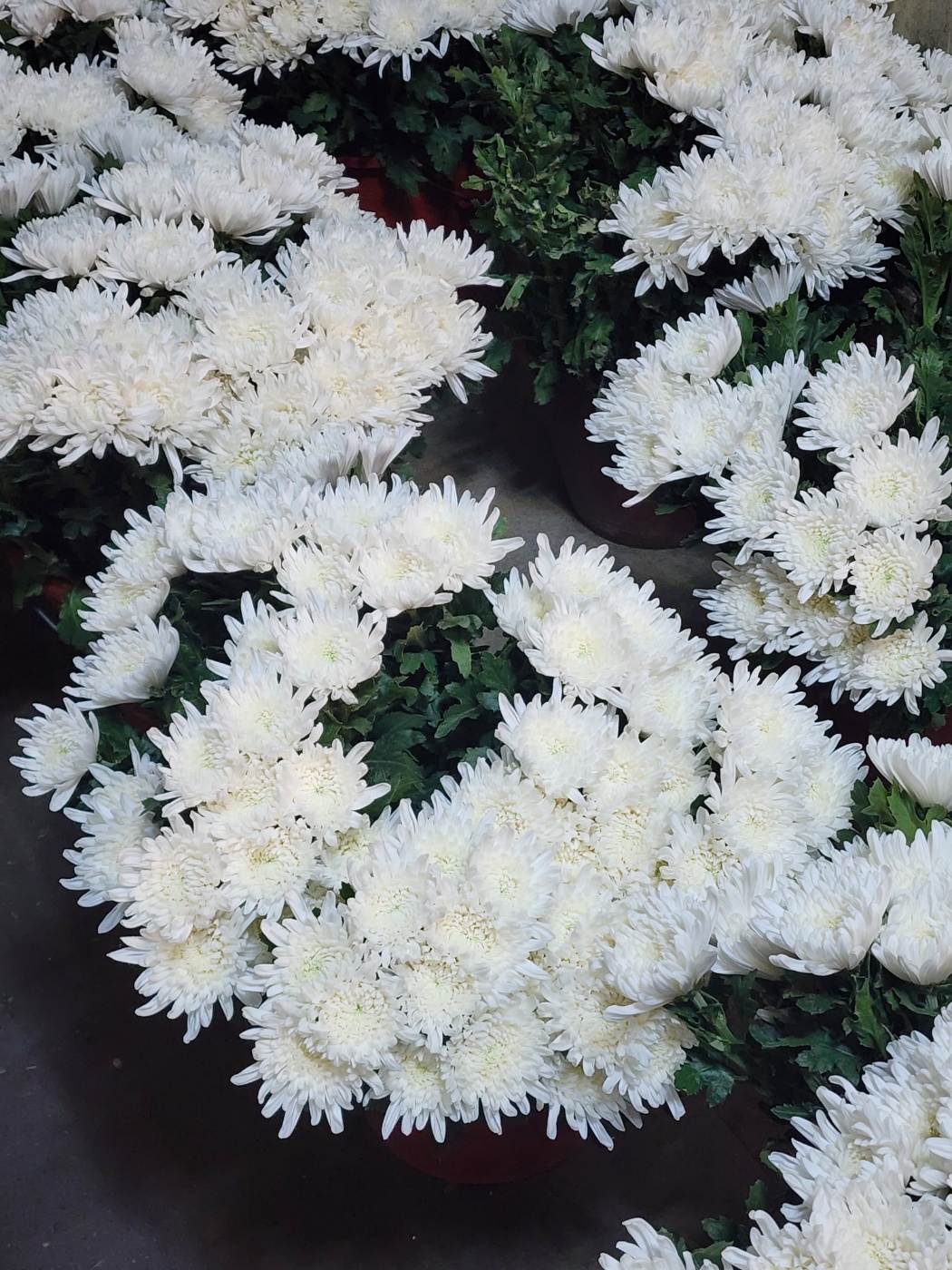 전국 근조바구니 고급 근조화환 장례 장례식 조의 부고 조문 경조 조화 당일 꽃배달서비스