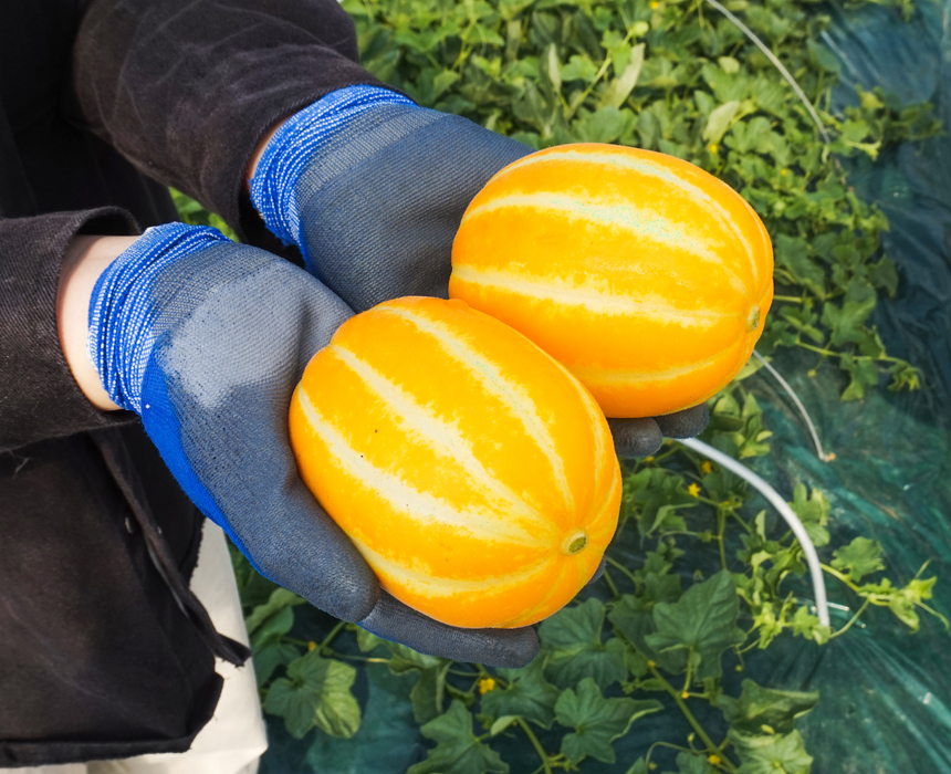 성주 꿀 참외 10kg 당일수확 산지직송 참외 가정용 이미지 2