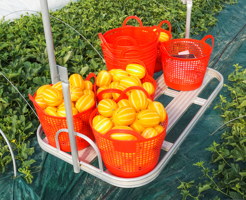 성주 꿀 참외 10kg 당일수확 산지직송 참외 가정용 - 상세 이미지 3