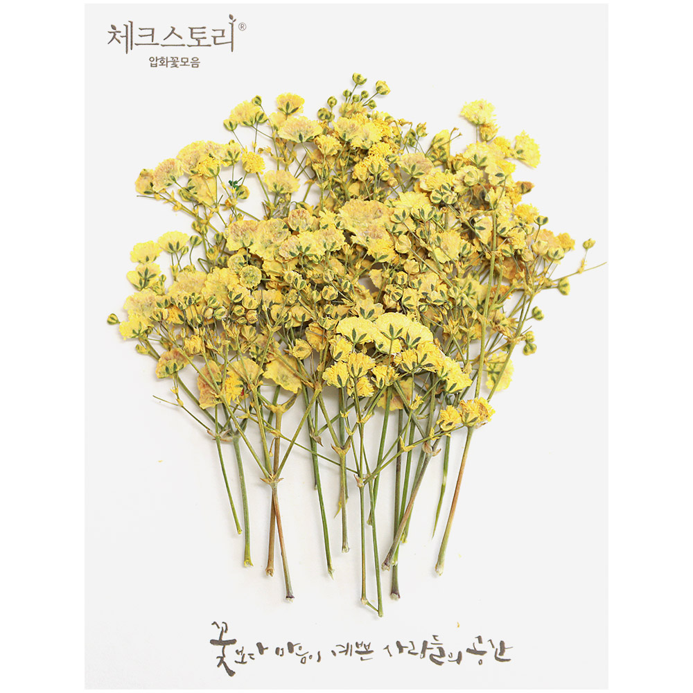 줄기압화 안개꽃줄기-옐로우(20개) - 상품 이미지