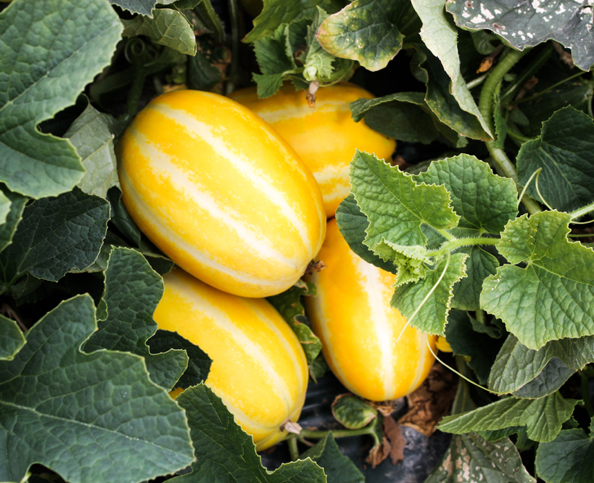 성주 꿀 참외 10kg 당일수확 산지직송 참외 가정용 - 상세 이미지 5