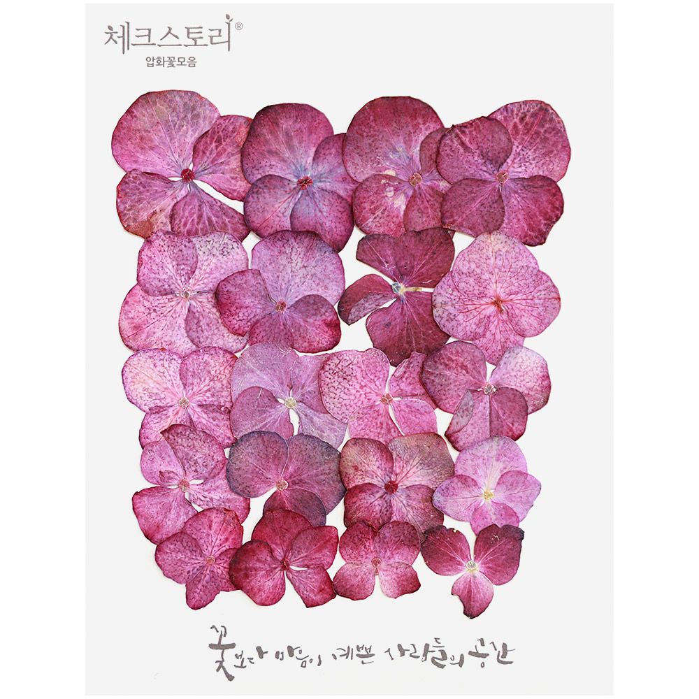 압화꽃송이 둥근수국 - 퍼플 20송이(물올림) 보라색 수국압화 - 상품 이미지