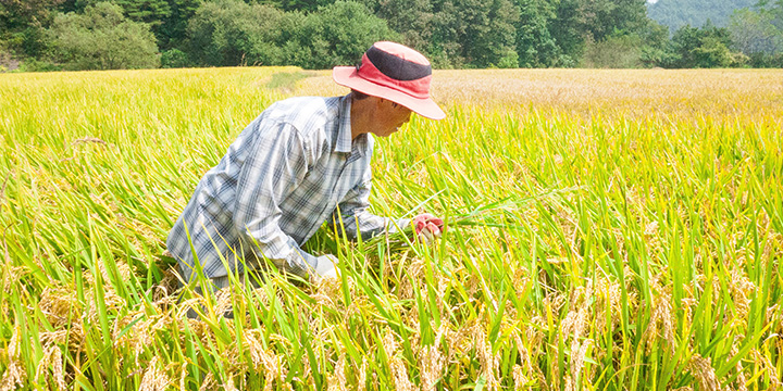 [100% 국산 유기농] 25년산 호라산밀 카무트 카무트쌀 파로 곡물 1kg 택일