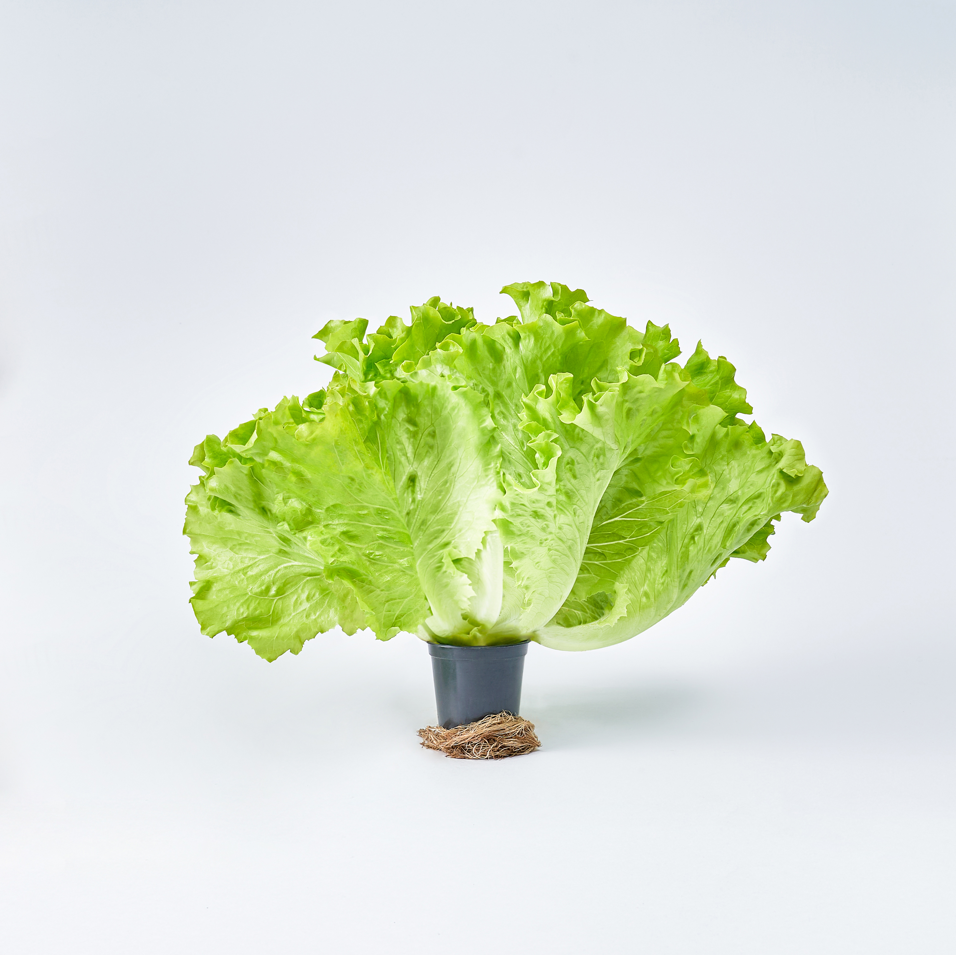 무농약 아쿠아포닉스 농법 유러피안 샐러드 야채 봉채소 600g, 1개 - 상세 이미지 5