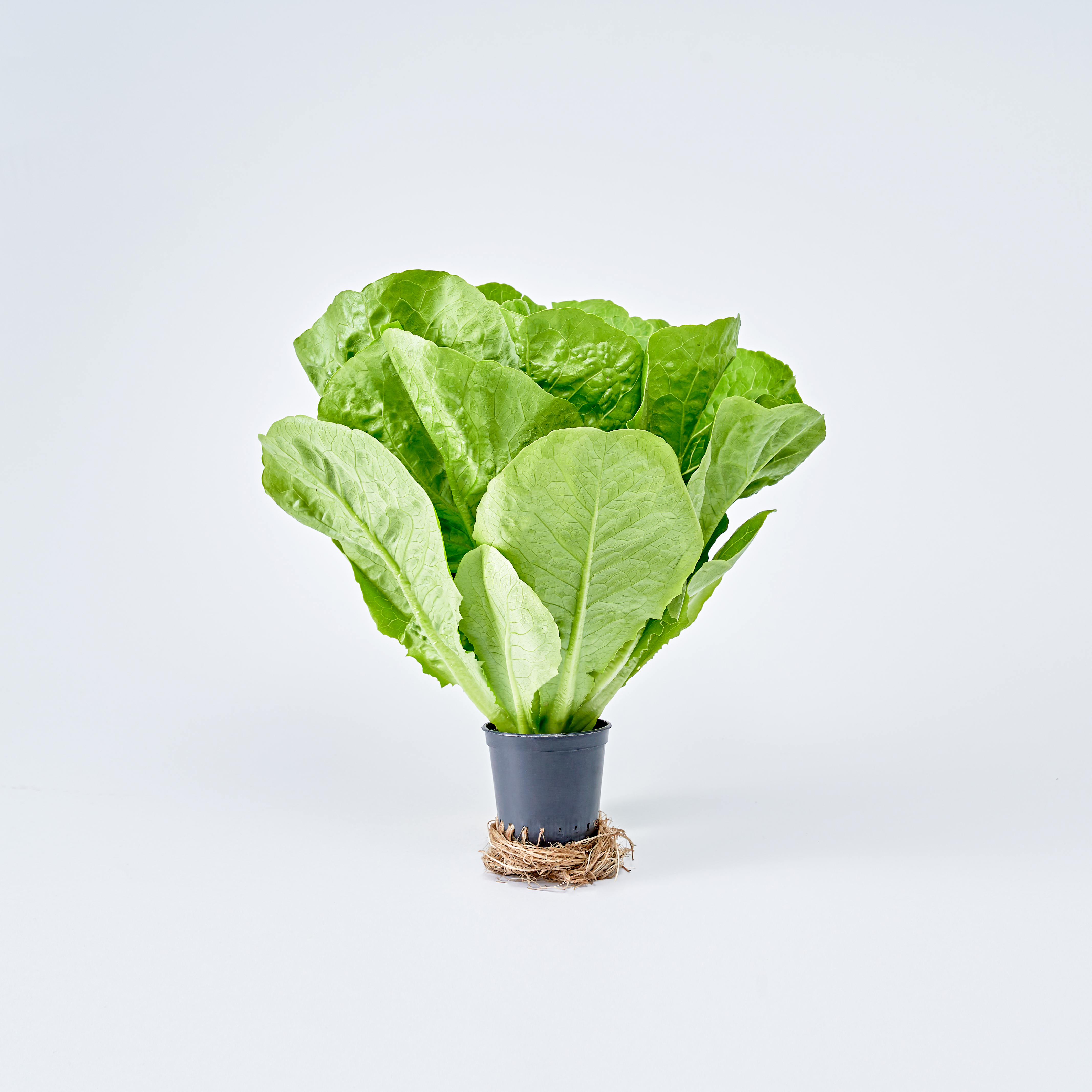 무농약 아쿠아포닉스 농법 유러피안 샐러드 야채 봉채소 600g, 1개 - 상세 이미지 3
