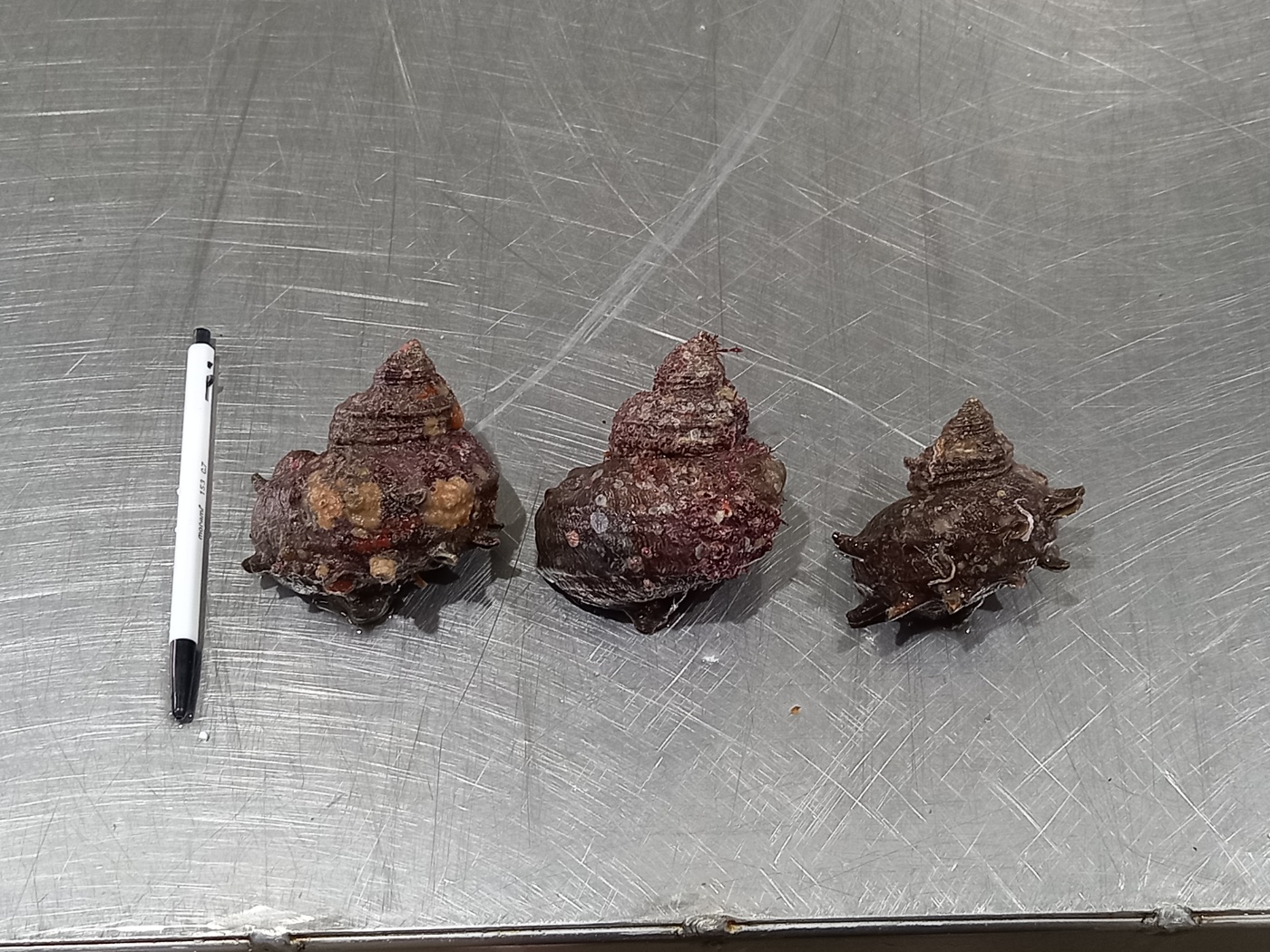 (산지직송) 통영 뿔소라 1kg - 상세 이미지 3