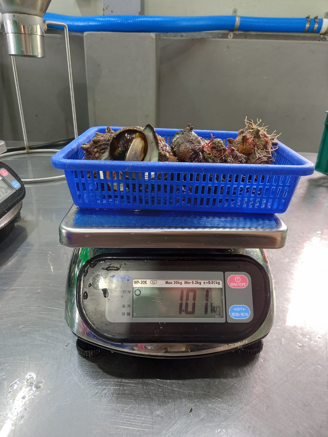 (산지직송) 통영 뿔소라 1kg 이미지 8