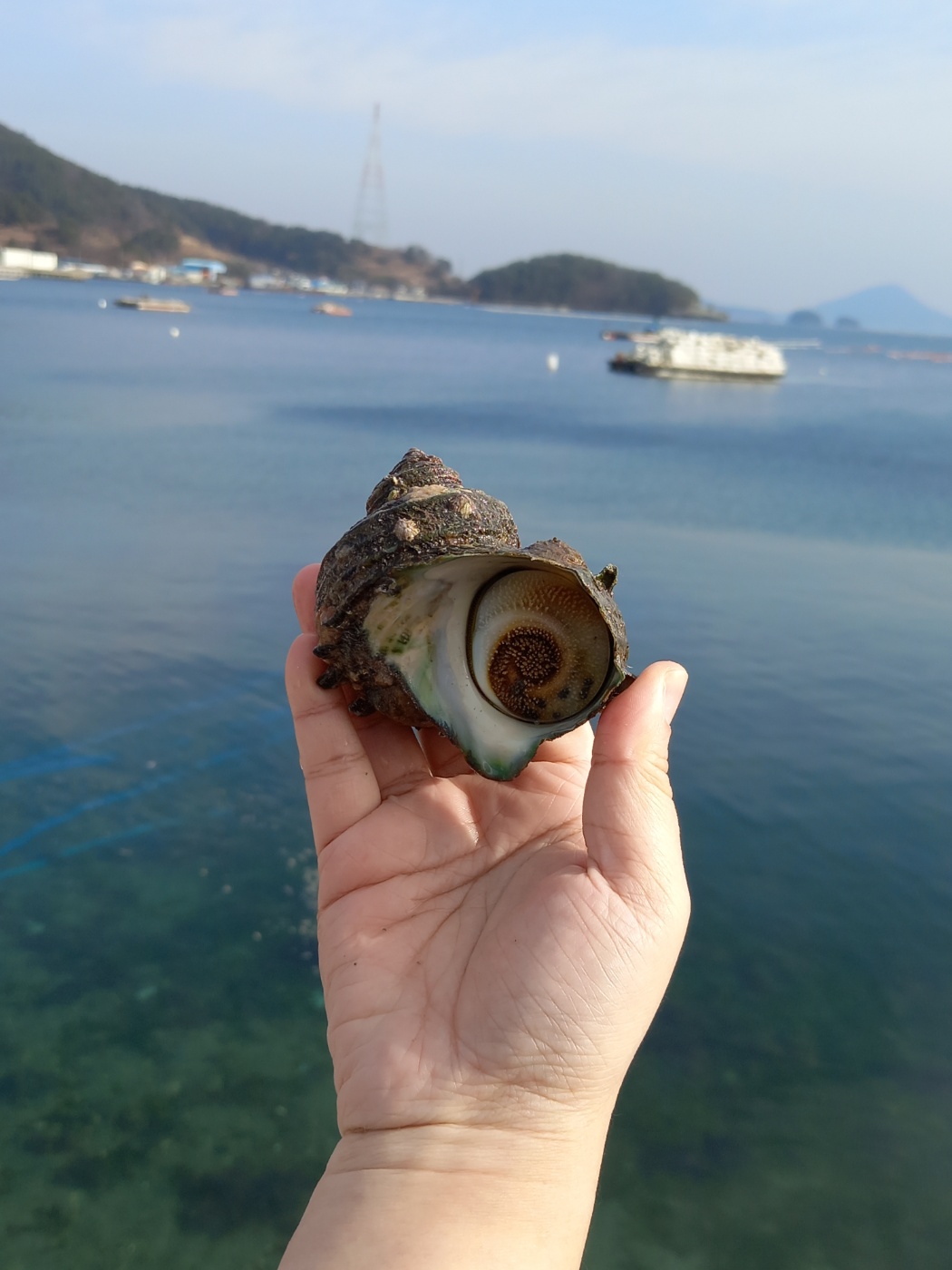 (산지직송) 통영 뿔소라 1kg - 상품 이미지