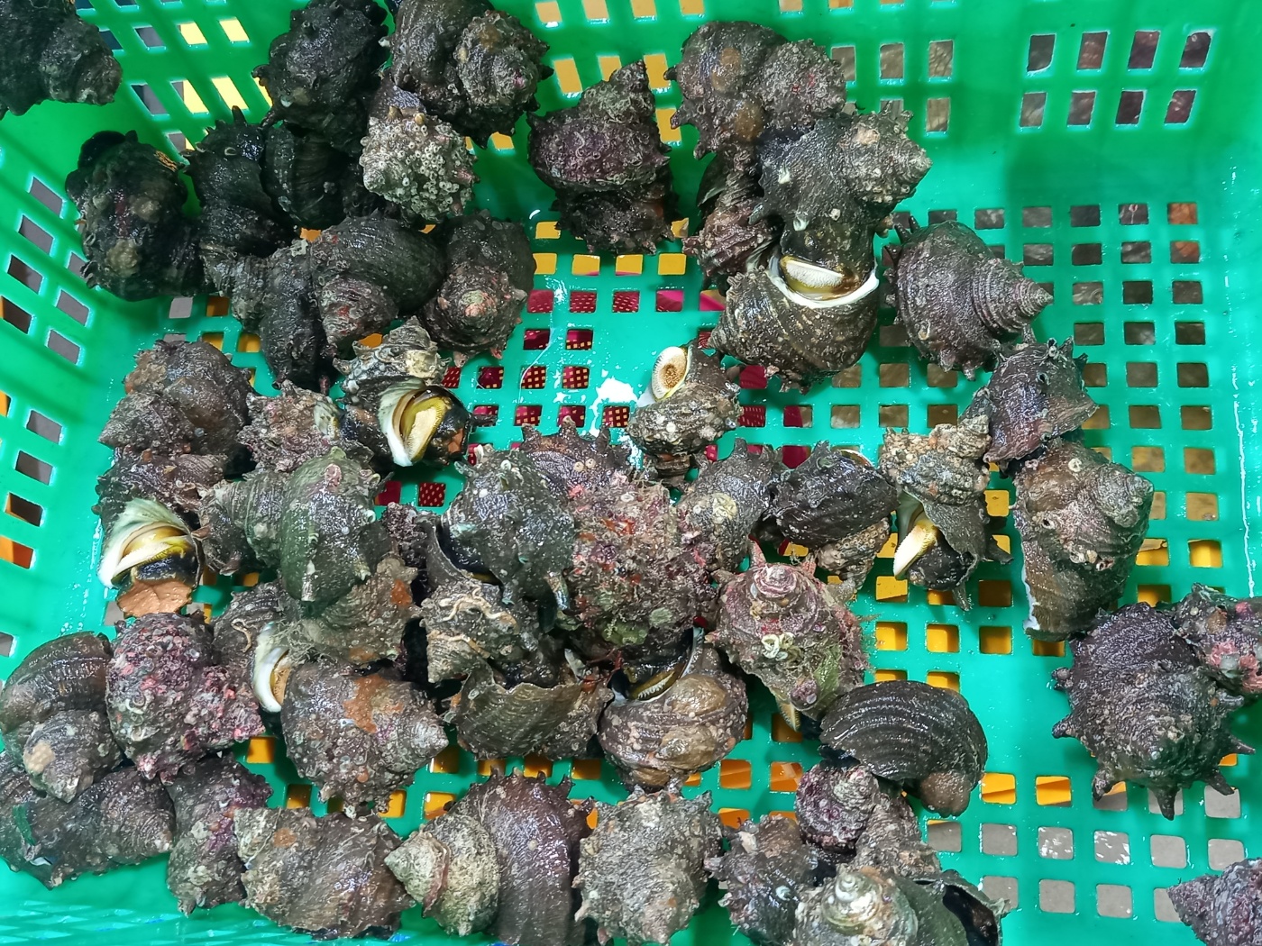 (산지직송) 통영 뿔소라 1kg - 상세 이미지 2