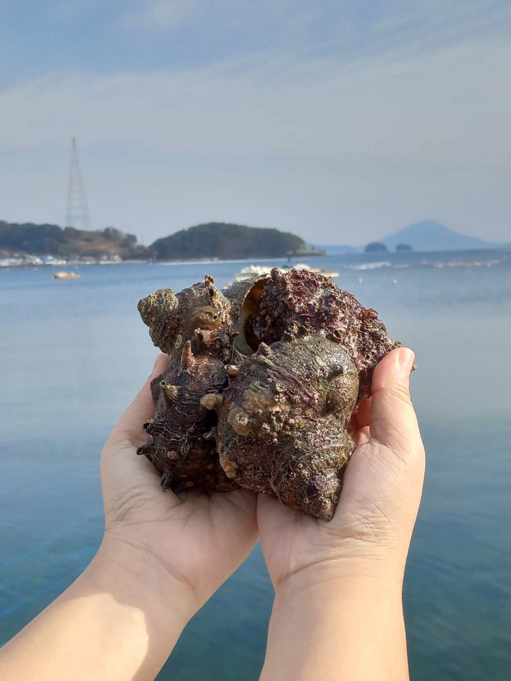 (산지직송) 통영 뿔소라 1kg - 상세 이미지 4