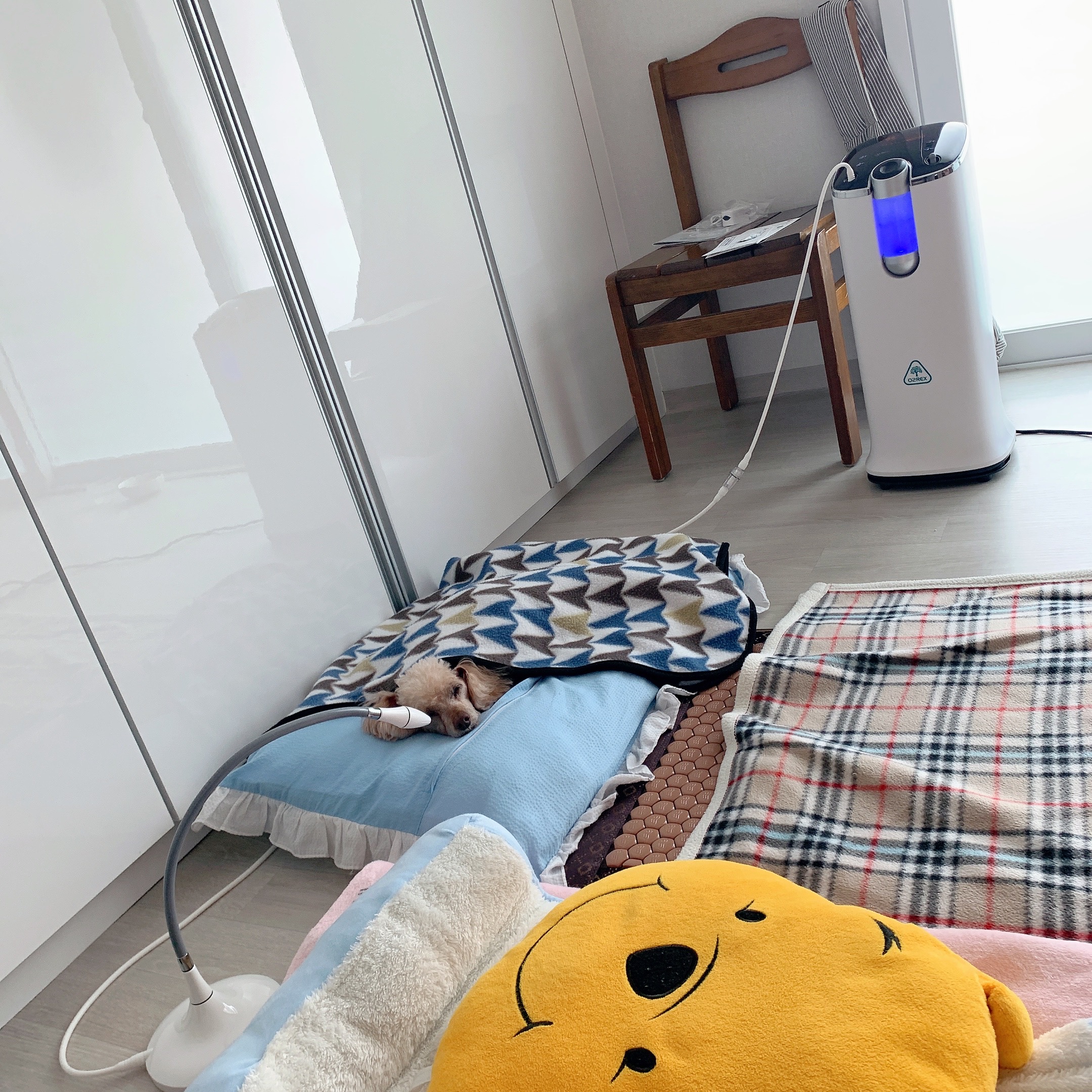 [월3만] 가정용 산소발생기 휴대용 세이프비 O2REX-F50 엔에프 오투렉스