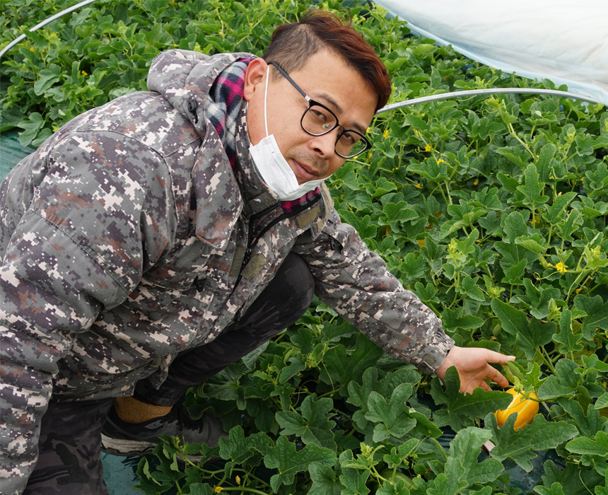 성주 꿀 참외 10kg 당일수확 산지직송 참외 가정용 - 상세 이미지 2
