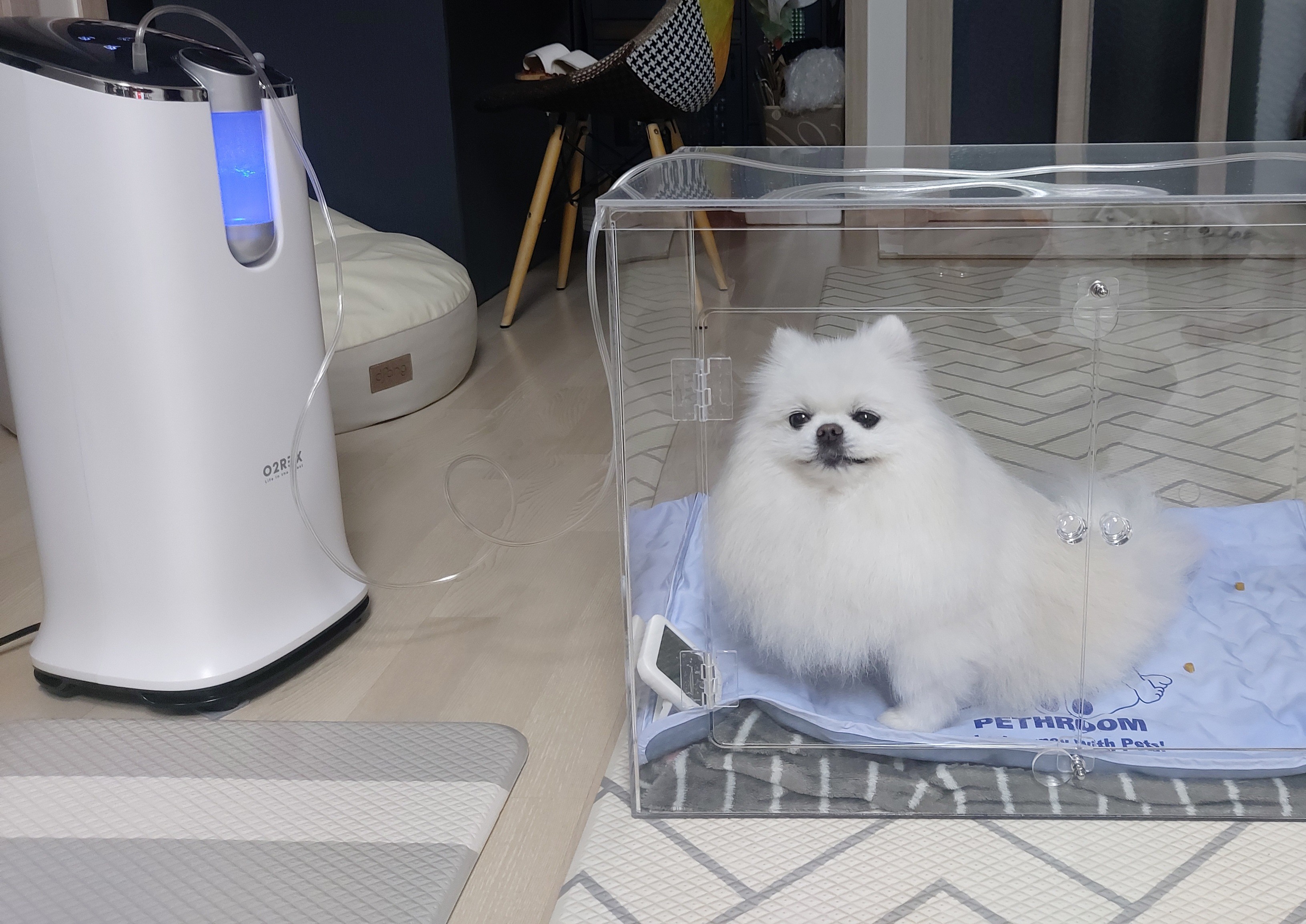 [월3만] 가정용 산소발생기 휴대용 세이프비 O2REX-F50 엔에프 오투렉스