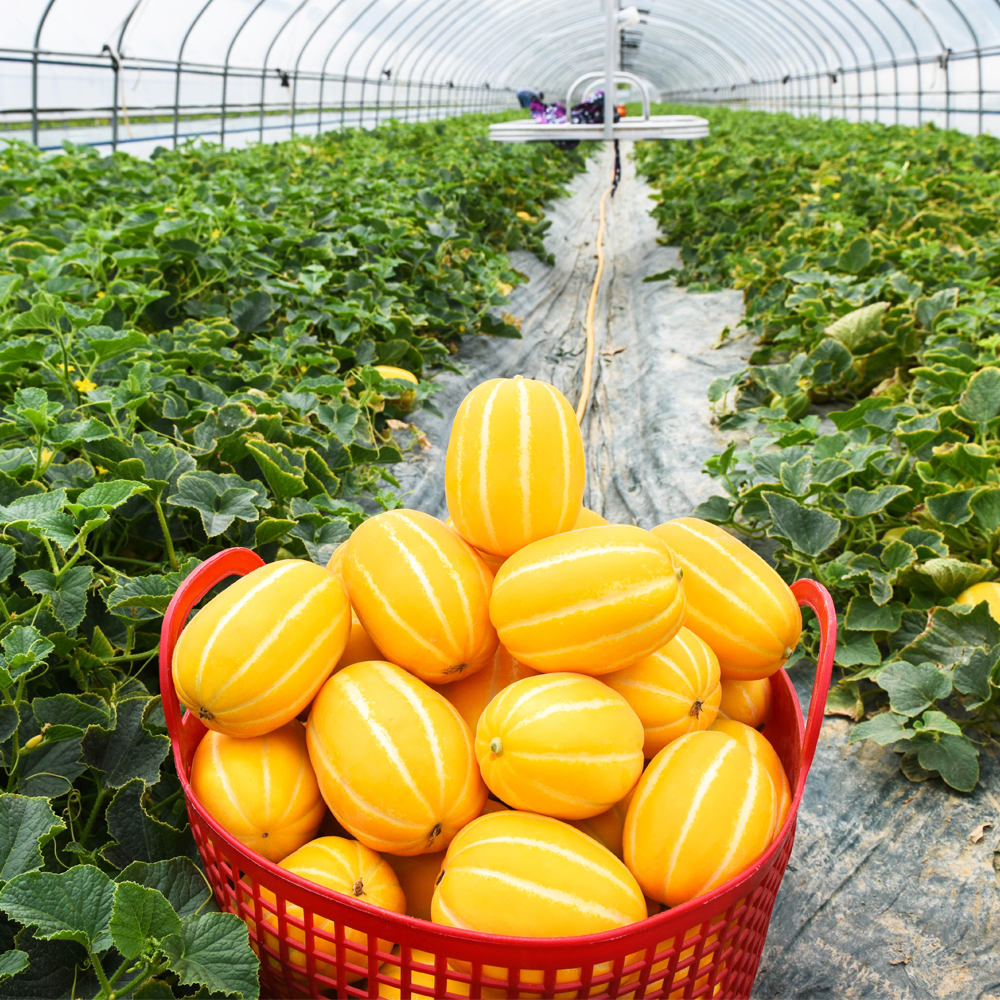 성주참외 1kg+1kg 제철과일 산지직송