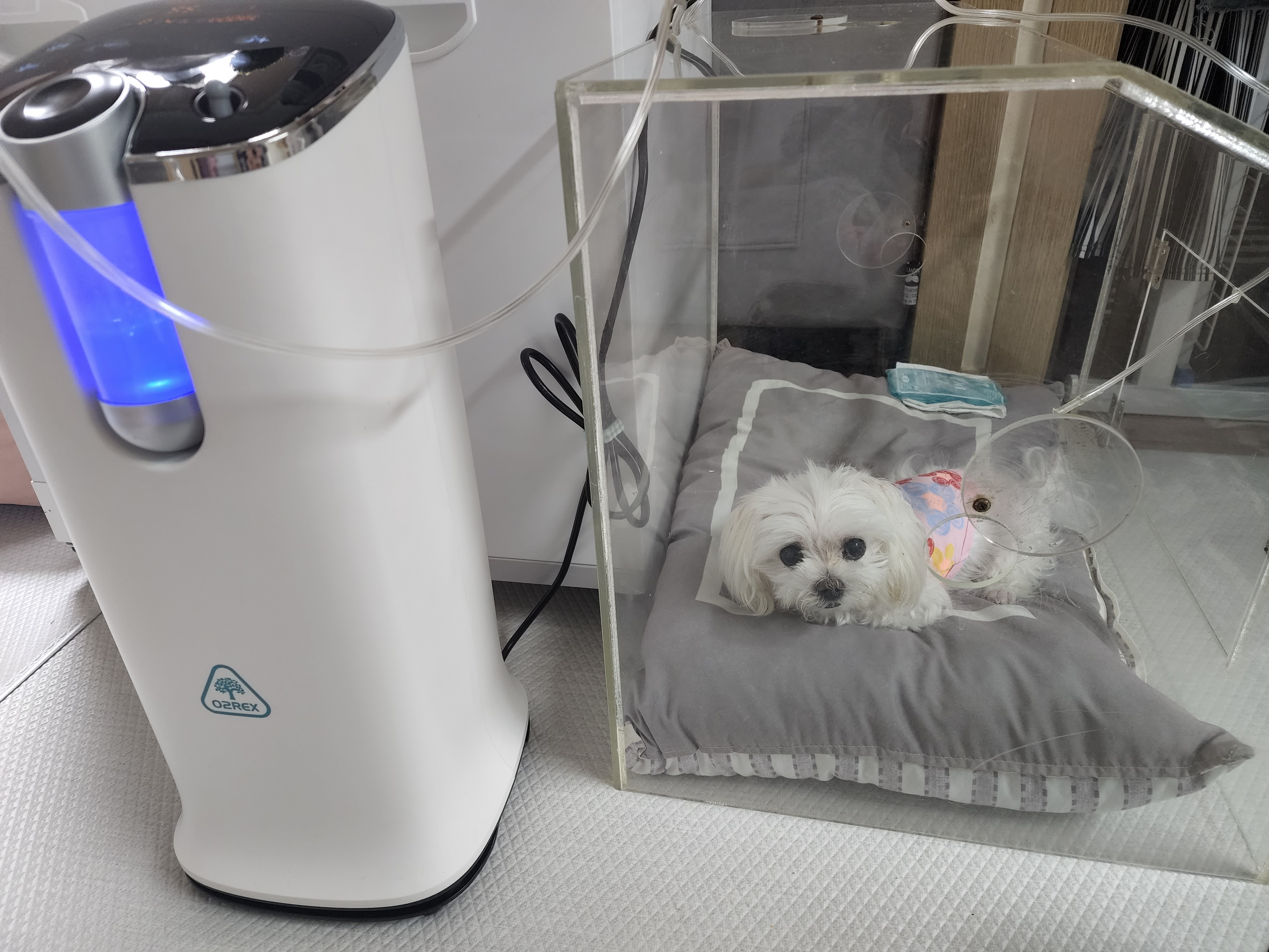 [월3만] 가정용 산소발생기 휴대용 세이프비 O2REX-F50 엔에프 오투렉스