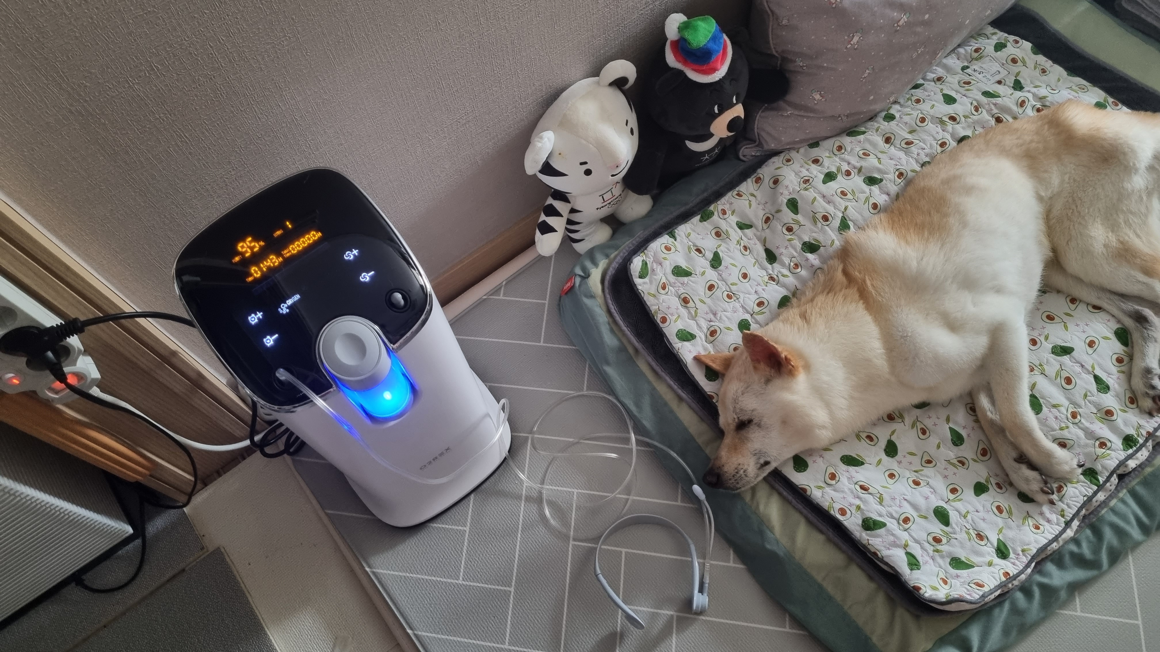 [월3만] 가정용 산소발생기 휴대용 세이프비 O2REX-F50 엔에프 오투렉스