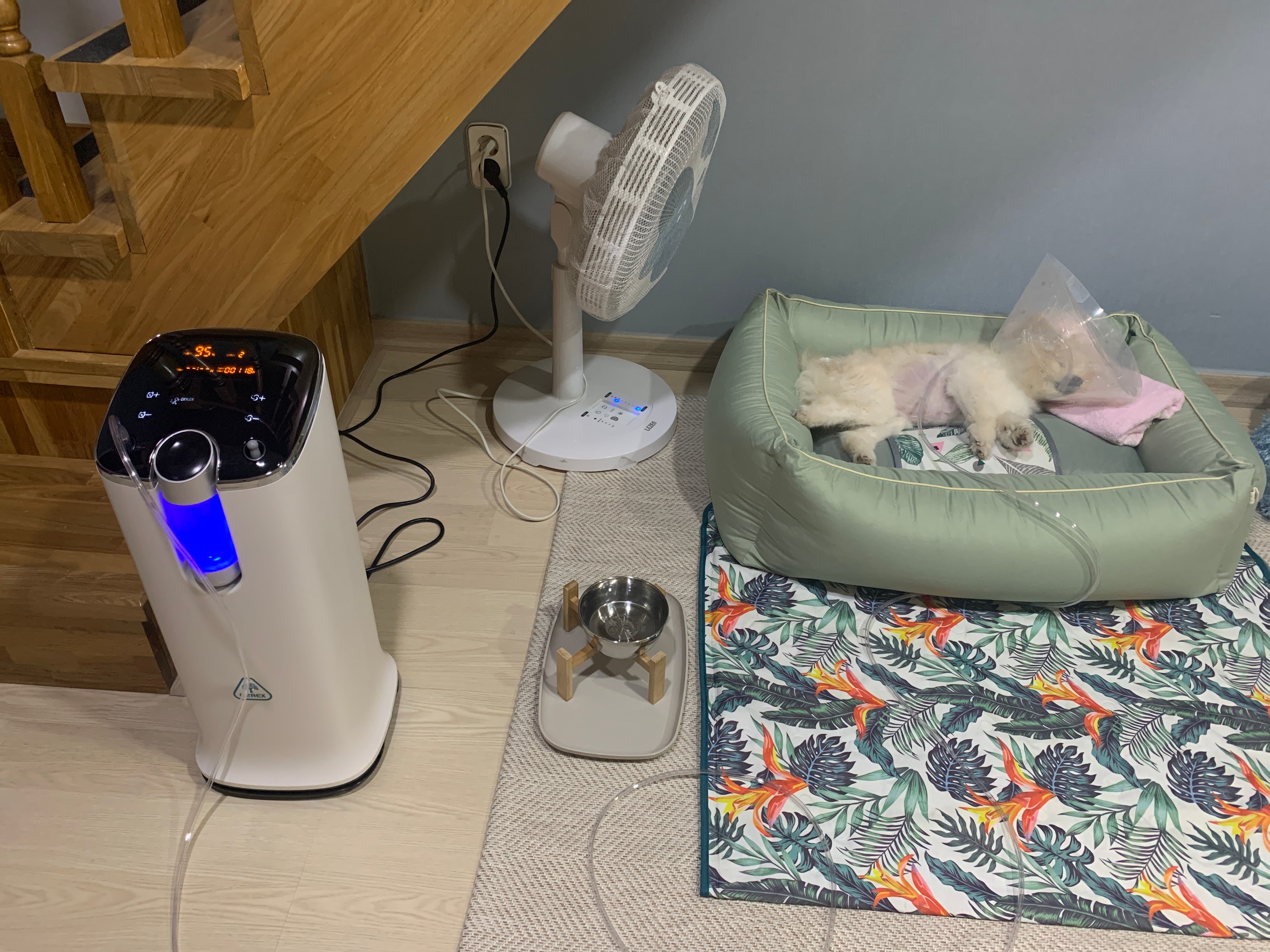 [월3만] 가정용 산소발생기 휴대용 세이프비 O2REX-F50 엔에프 오투렉스