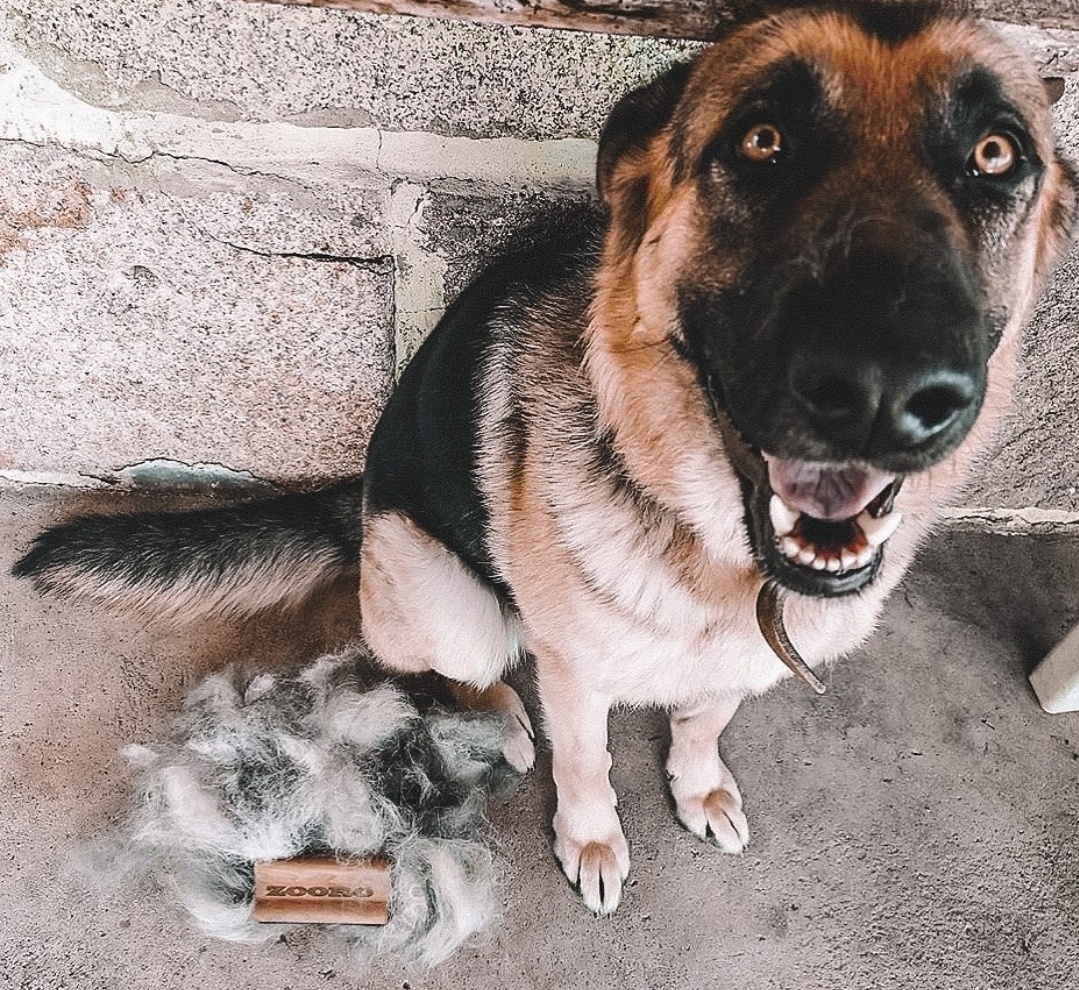 주로빗 노멀 강아지 고양이 단모 죽은털 제거 브러쉬