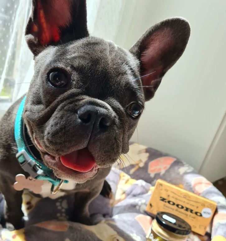 주로빗 노멀 강아지 고양이 단모 죽은털 제거 브러쉬