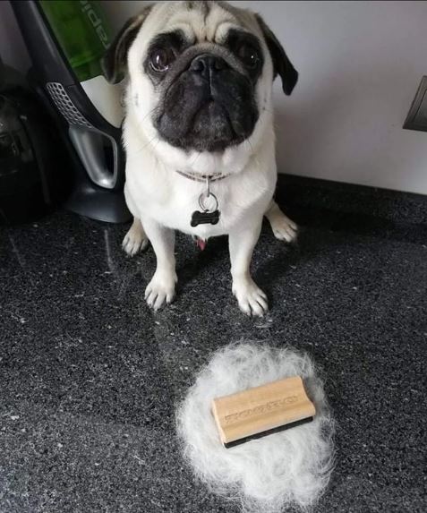 주로빗 노멀 강아지 고양이 단모 죽은털 제거 브러쉬