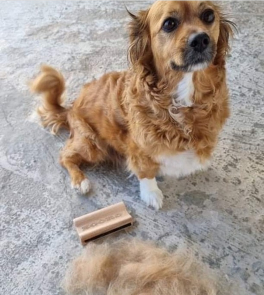 주로빗 노멀 강아지 고양이 단모 죽은털 제거 브러쉬