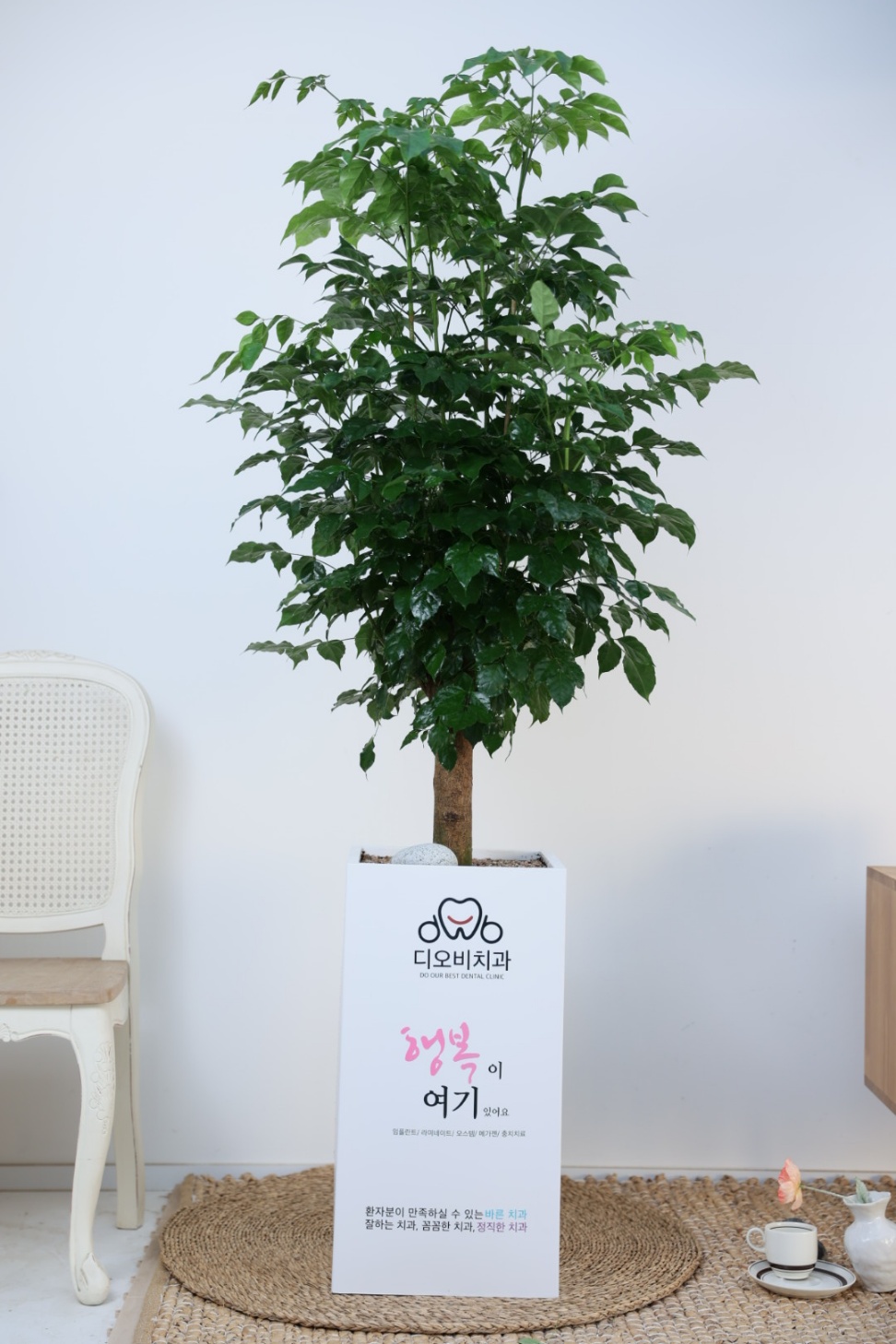 (녹보수 여인초) 대형 메세지 개업축하선물 합격 화분 승진 - 상품 이미지