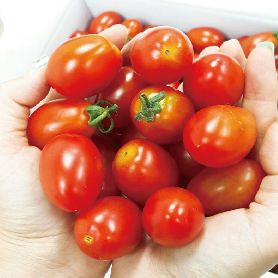 탱글탱글 한입에 쏙 대추방울토마토 2kg