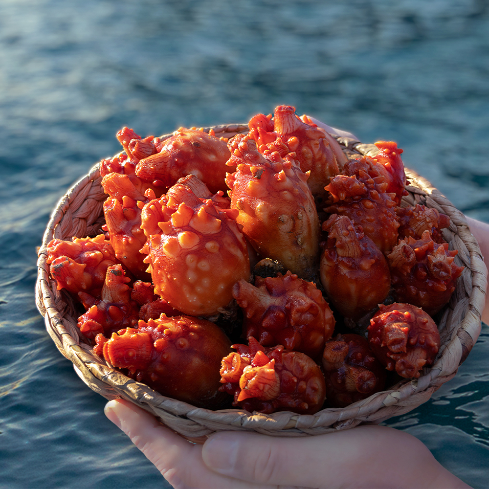 제철 활 멍게 1KG 손질 세척 깐멍게 활멍게 양식장직송