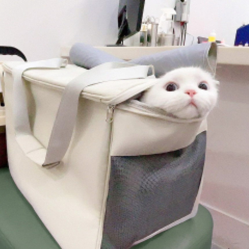옥희독희 1.3kg 초경량 안전 위로열림 고양이 이동장 강아지 산책 이동 가방 애견 캐리어 사진 3